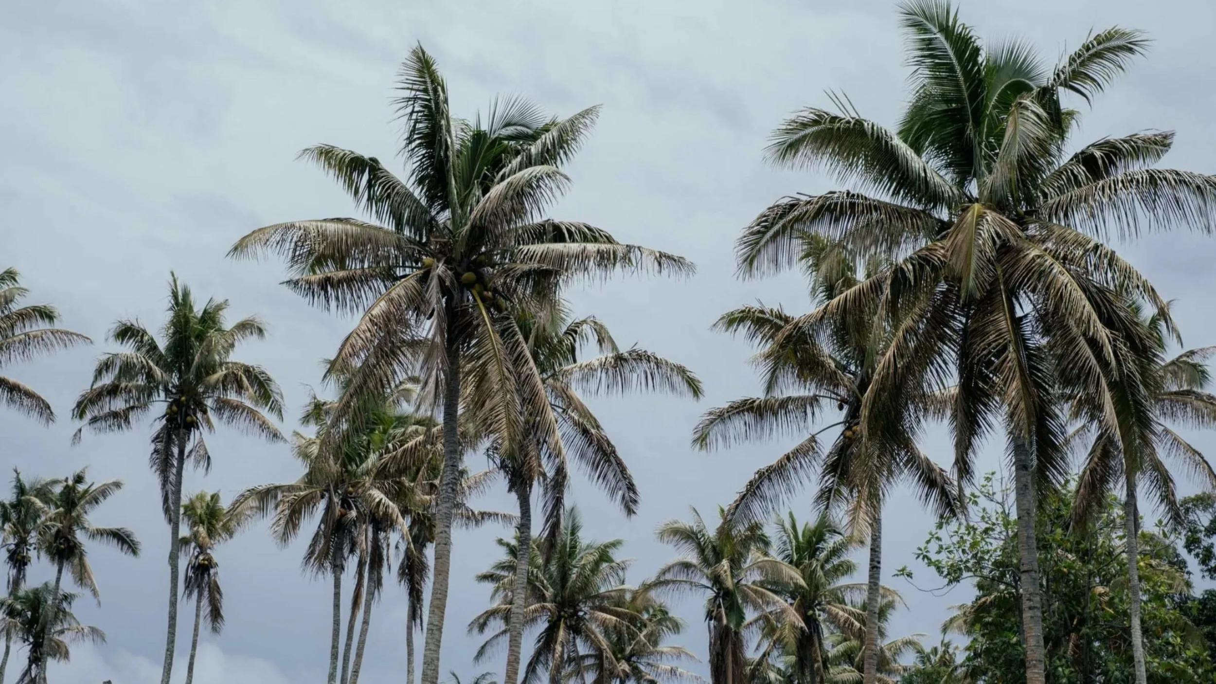 Pacific coconut trees 1920x1080